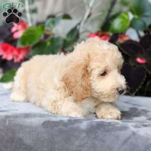 Cody, Bich-Poo Puppy